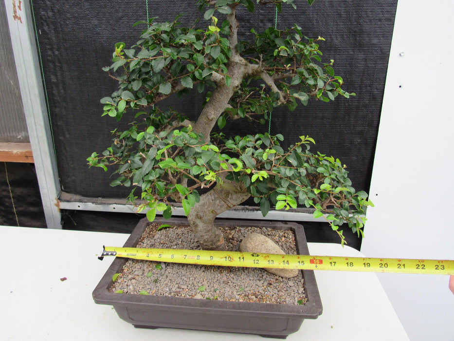 43 Year Old Chinese Elm Specimen Bonsai Tree - Curved Trunk Style Width