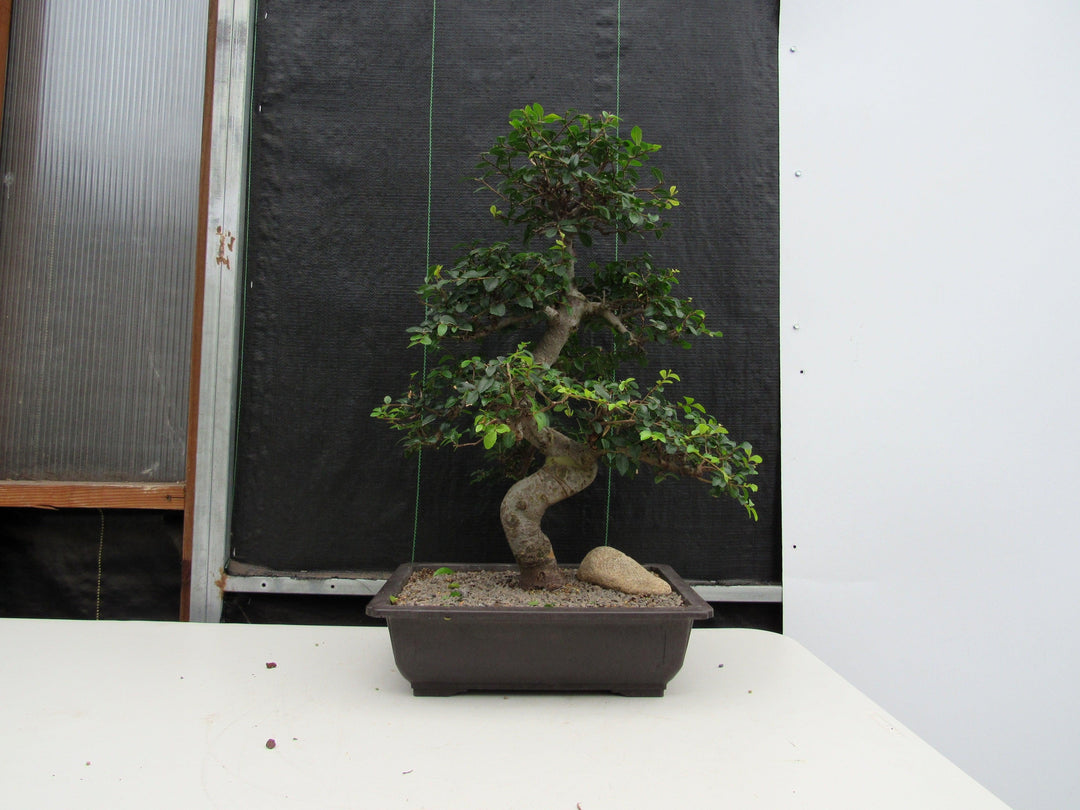 43 Year Old Chinese Elm Specimen Bonsai Tree - Curved Trunk Style Profile