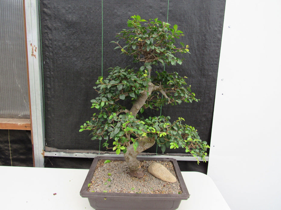 43 Year Old Chinese Elm Specimen Bonsai Tree - Curved Trunk Style Portrait
