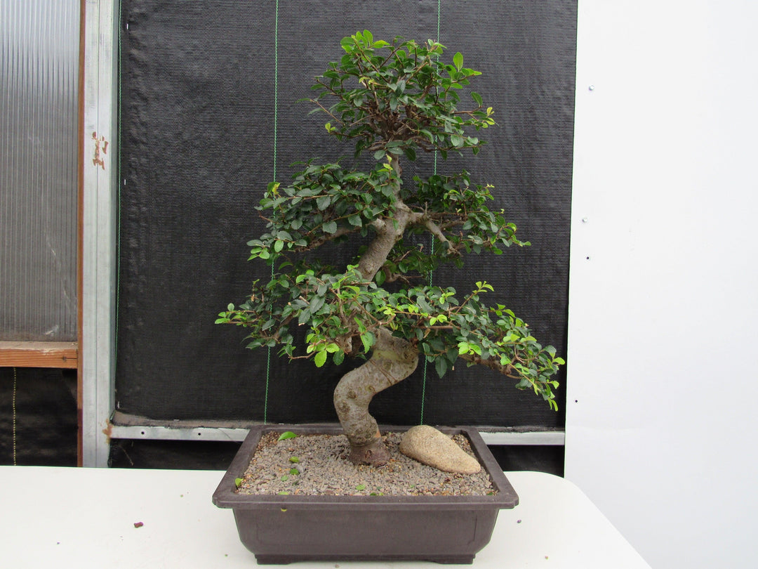 43 Year Old Chinese Elm Specimen Bonsai Tree - Curved Trunk Style Straight On