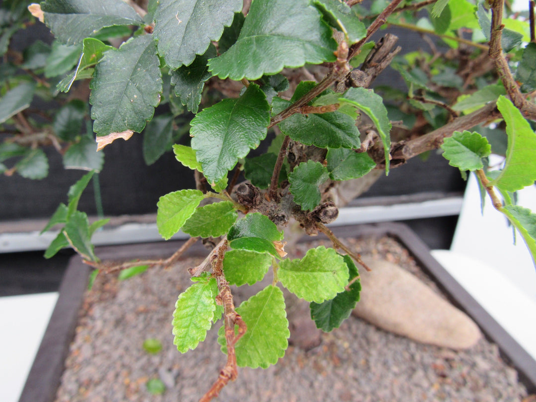 43 Year Old Chinese Elm Specimen Bonsai Tree - Curved Trunk Style Leaves