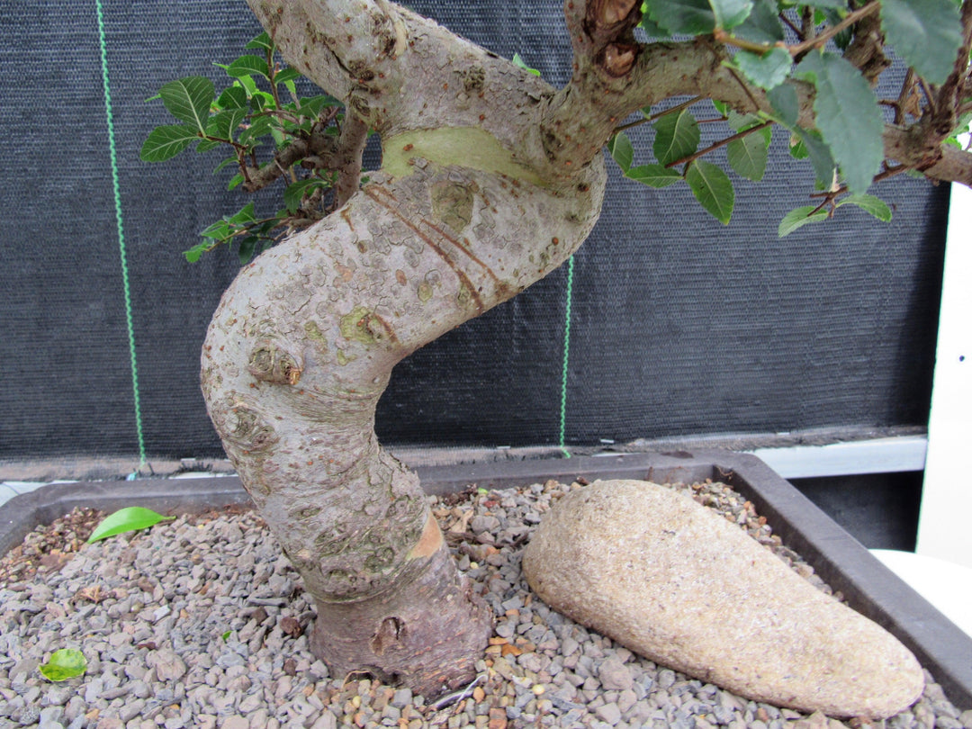 43 Year Old Chinese Elm Specimen Bonsai Tree - Curved Trunk Style Trunk