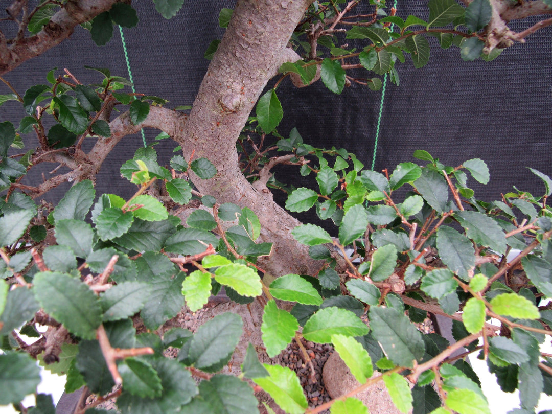 43 Year Old Chinese Elm Specimen Bonsai Tree - Curved Trunk Style Foliage