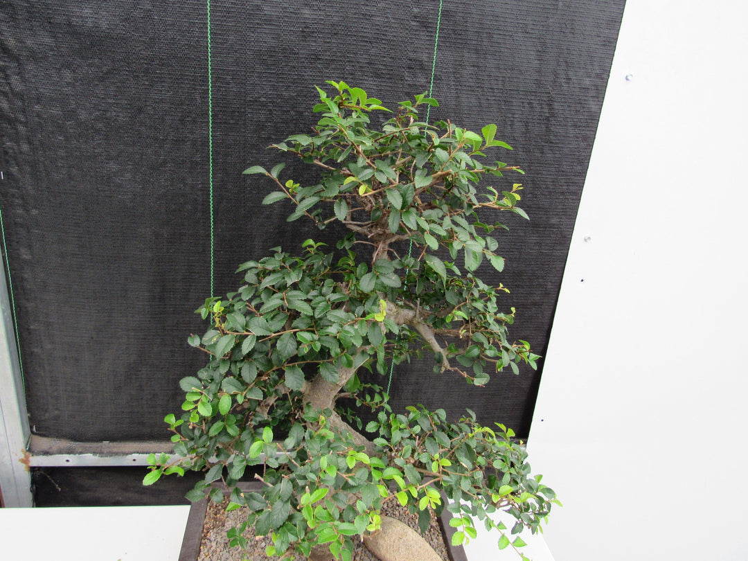43 Year Old Chinese Elm Specimen Bonsai Tree - Curved Trunk Style Canopy