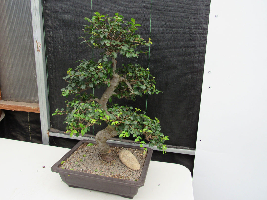 43 Year Old Chinese Elm Specimen Bonsai Tree - Curved Trunk Style Strong Side