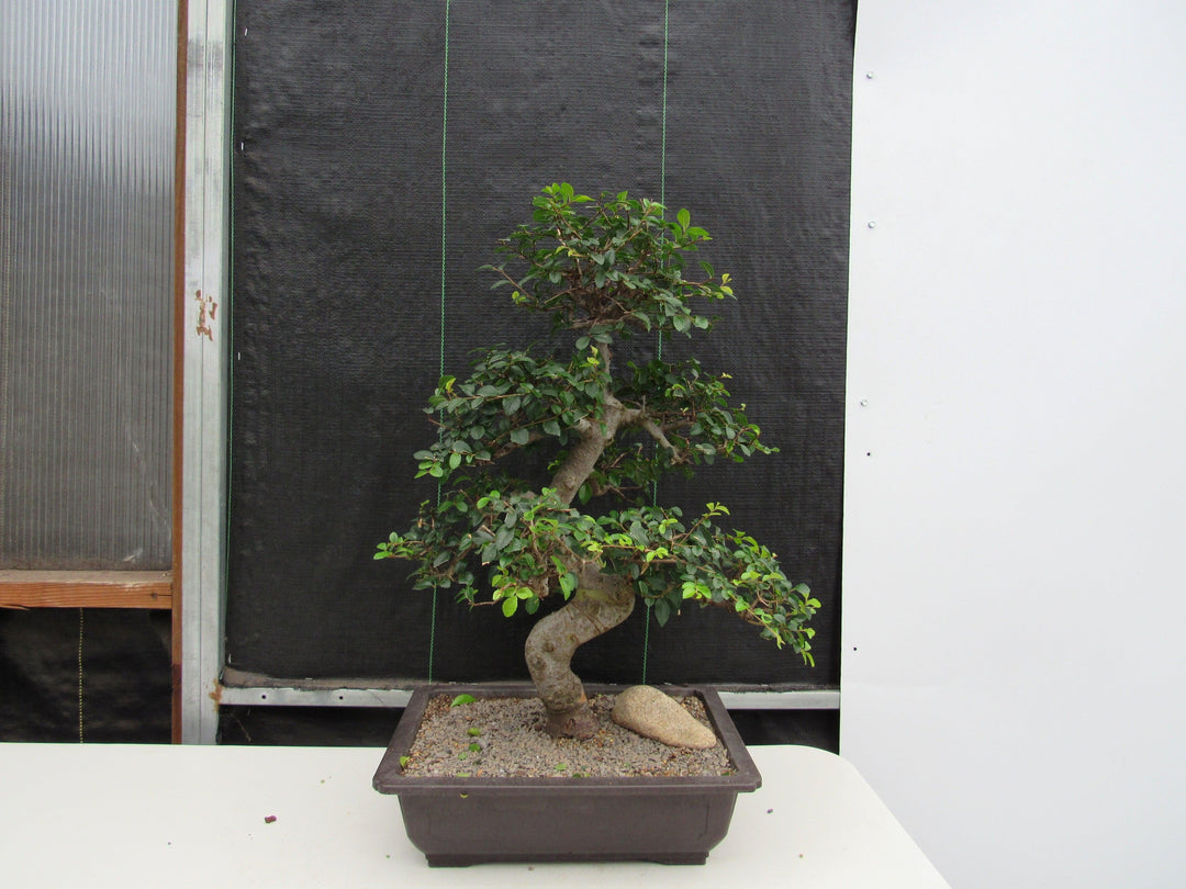 43 Year Old Chinese Elm Specimen Bonsai Tree - Curved Trunk Style