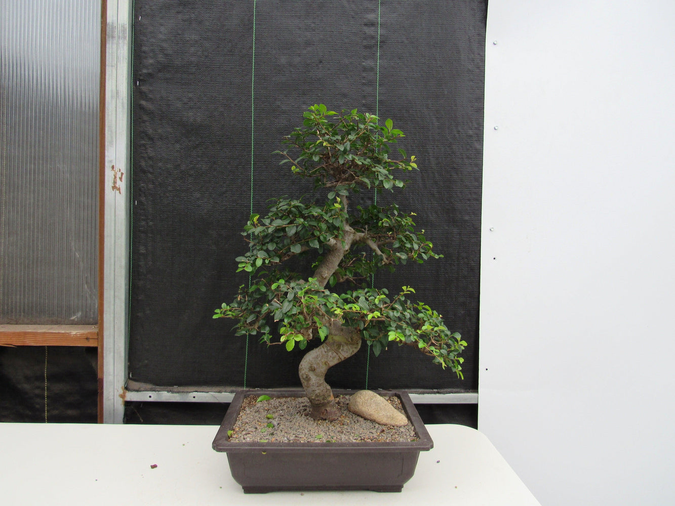 43 Year Old Chinese Elm Specimen Bonsai Tree - Curved Trunk Style