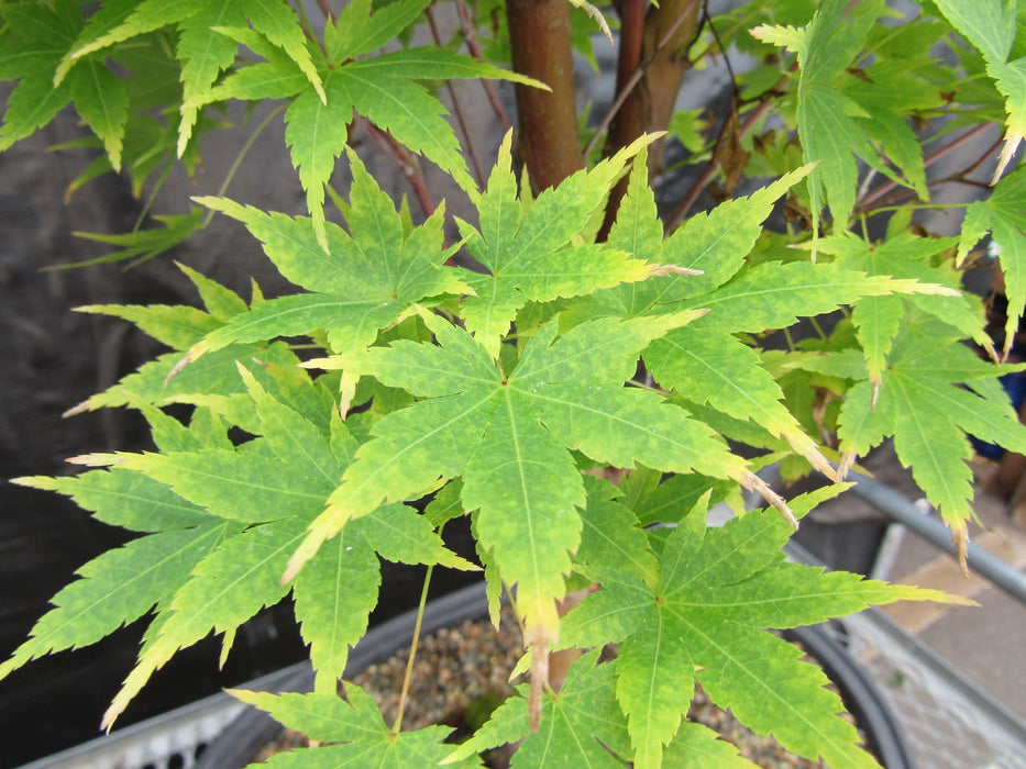 43 Year Old Coral Bark Japanese Maple Specimen Bonsai Tree Leaf