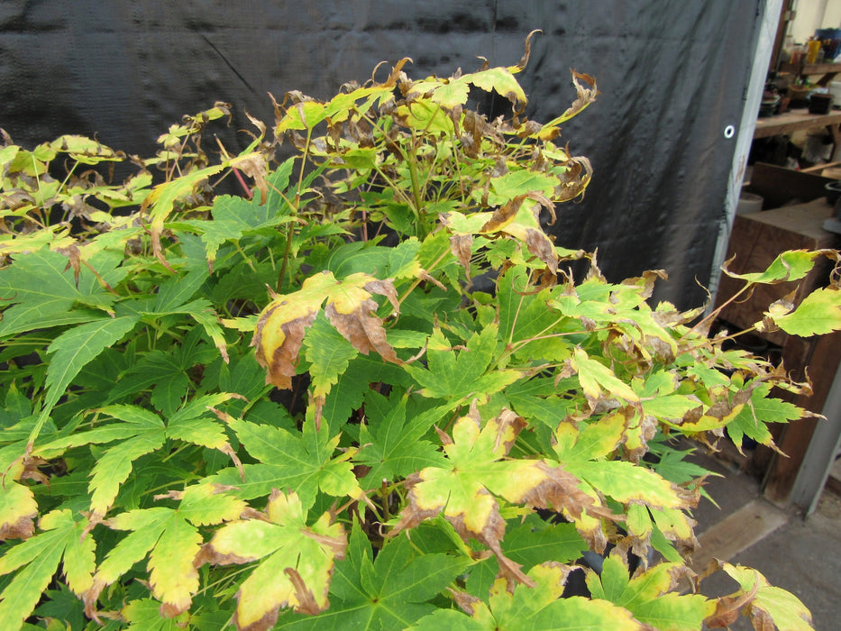 43 Year Old Coral Bark Japanese Maple Specimen Bonsai Tree Leaf Decay Dormancy