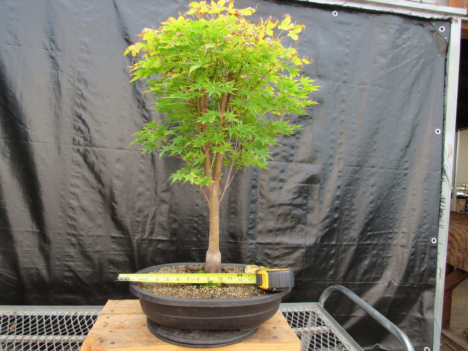 43 Year Old Coral Bark Japanese Maple Specimen Bonsai Tree Size