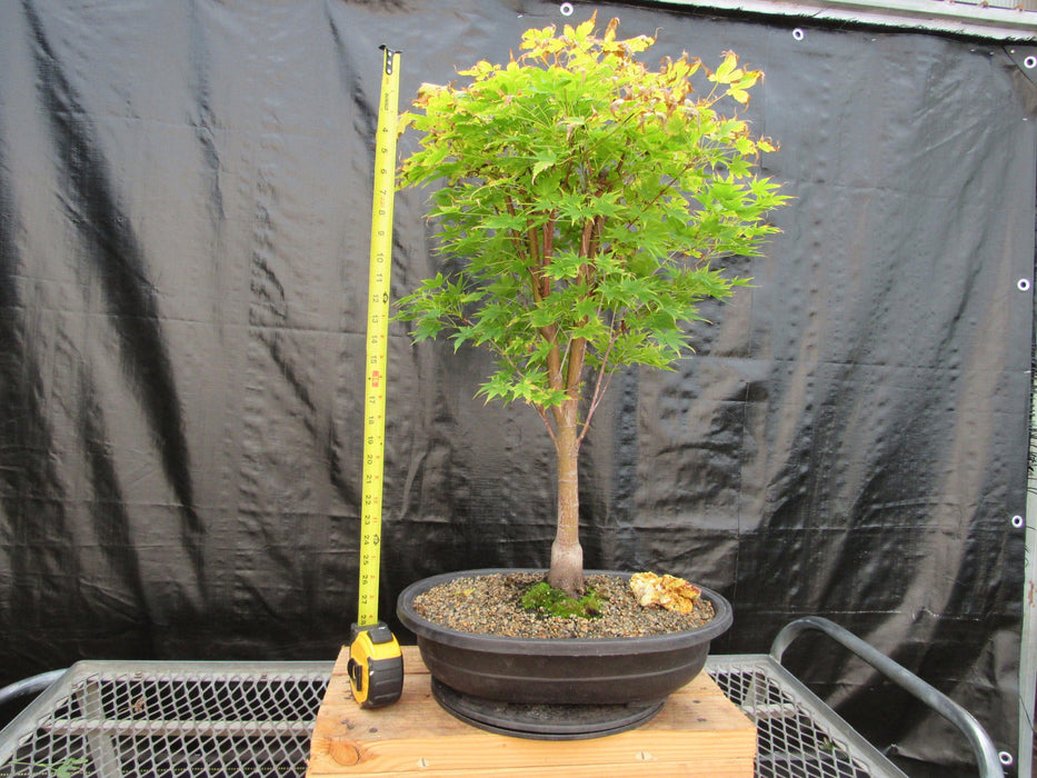 43 Year Old Coral Bark Japanese Maple Specimen Bonsai Tree Tall