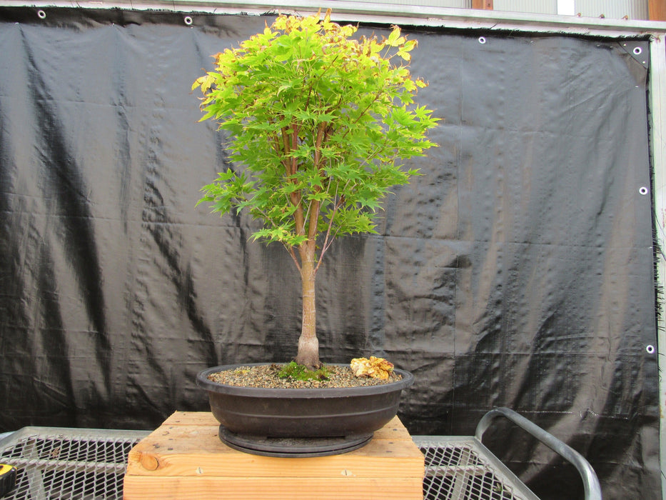43 Year Old Coral Bark Japanese Maple Specimen Bonsai Tree Profile
