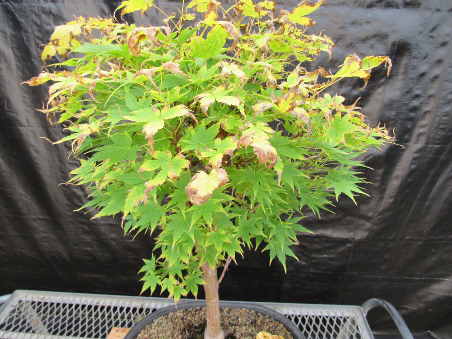 43 Year Old Coral Bark Japanese Maple Specimen Bonsai Tree Fall Foliage