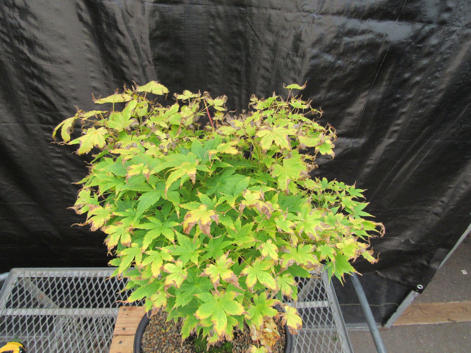 43 Year Old Coral Bark Japanese Maple Specimen Bonsai Tree Canopy