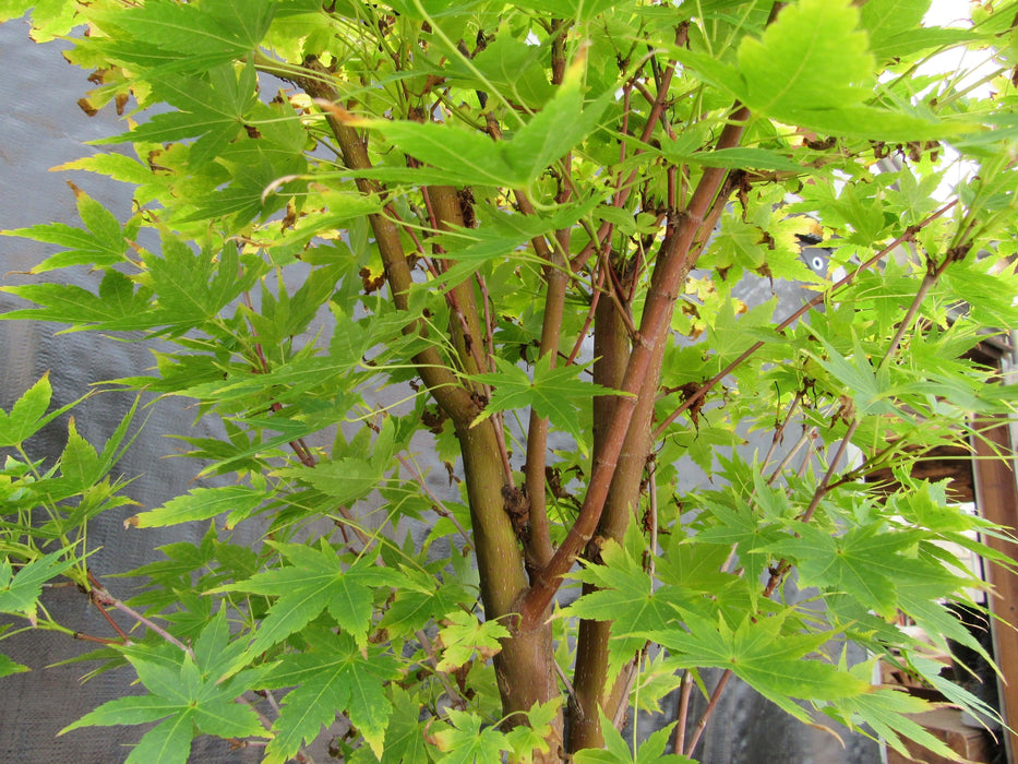 43 Year Old Coral Bark Japanese Maple Specimen Bonsai Tree Branch Structure