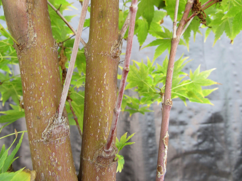 43 Year Old Coral Bark Japanese Maple Specimen Bonsai Tree Coloring