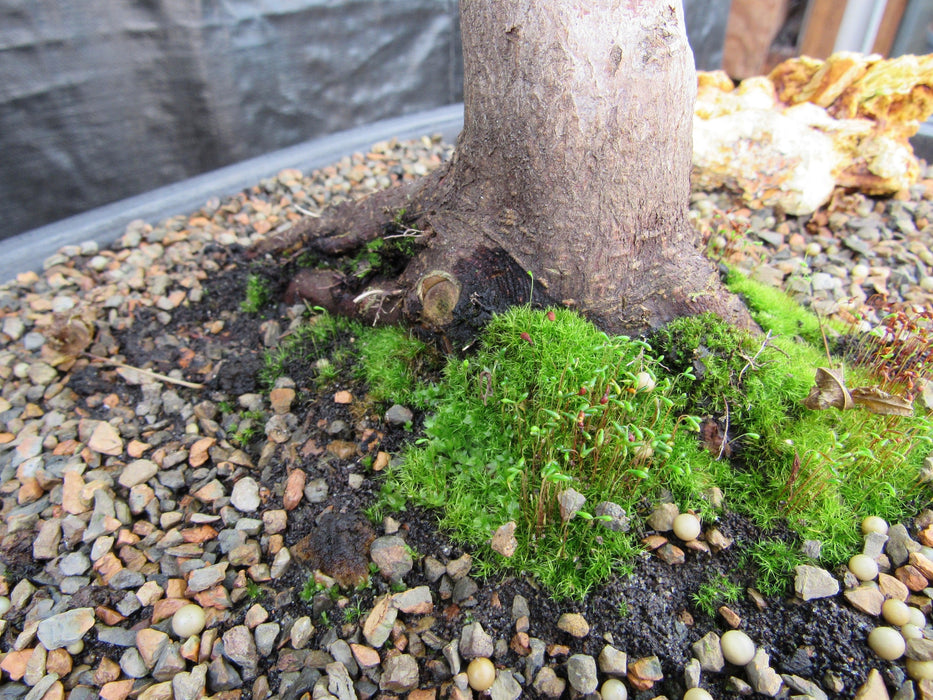 43 Year Old Coral Bark Japanese Maple Specimen Bonsai Tree Mossy Roots