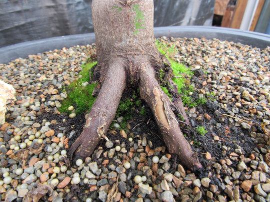 43 Year Old Coral Bark Japanese Maple Specimen Bonsai Tree