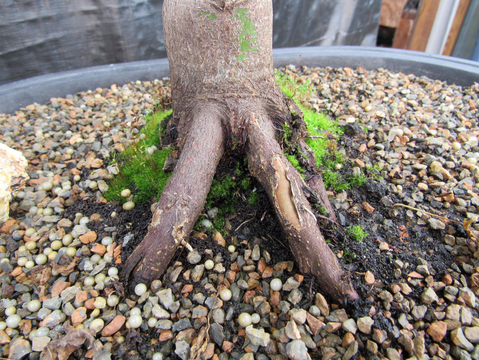 43 Year Old Coral Bark Japanese Maple Specimen Bonsai Tree Rootball