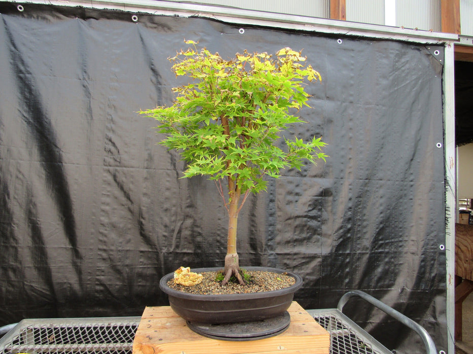 43 Year Old Coral Bark Japanese Maple Specimen Bonsai Tree Back