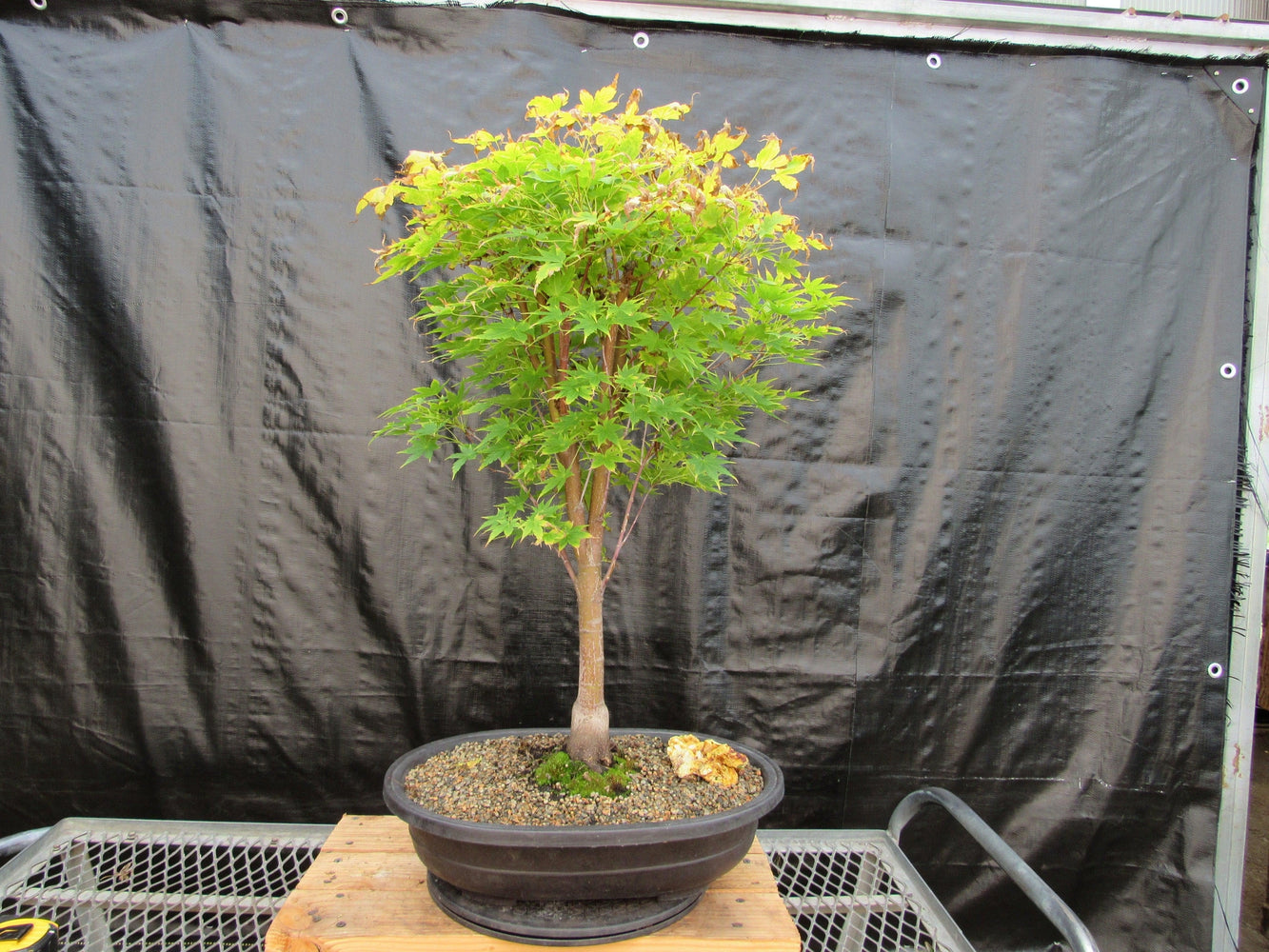 coral tree bonsai 43 Year Old Coral Bark Japanese Maple Specimen Bonsai Tree