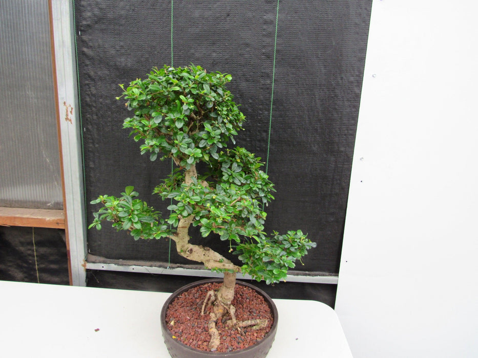 43 Year Old Flowering Fukien Tea Specimen Bonsai Tree - Curved Trunk Style Canopy