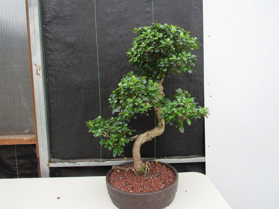 43 Year Old Flowering Fukien Tea Specimen Bonsai Tree - Curved Trunk Style Back