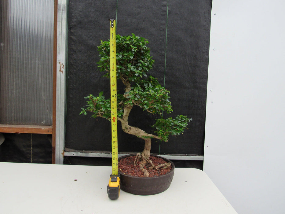 43 Year Old Flowering Fukien Tea Specimen Bonsai Tree - Curved Trunk Style Height