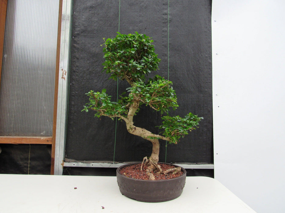 43 Year Old Flowering Fukien Tea Specimen Bonsai Tree - Curved Trunk Style Profile