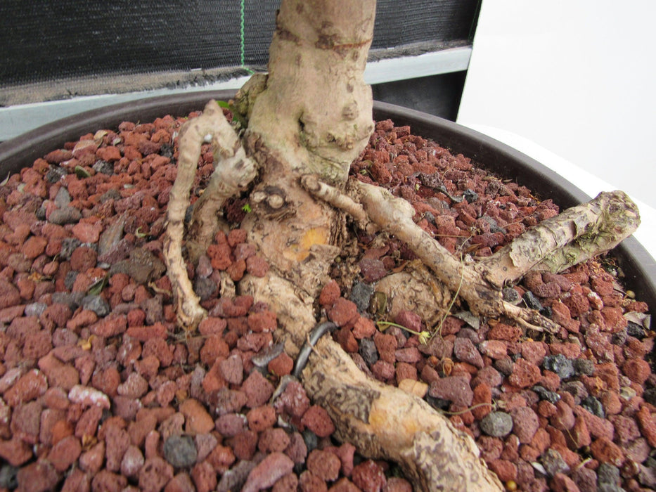 43 Year Old Flowering Fukien Tea Specimen Bonsai Tree - Curved Trunk Style Roots Back