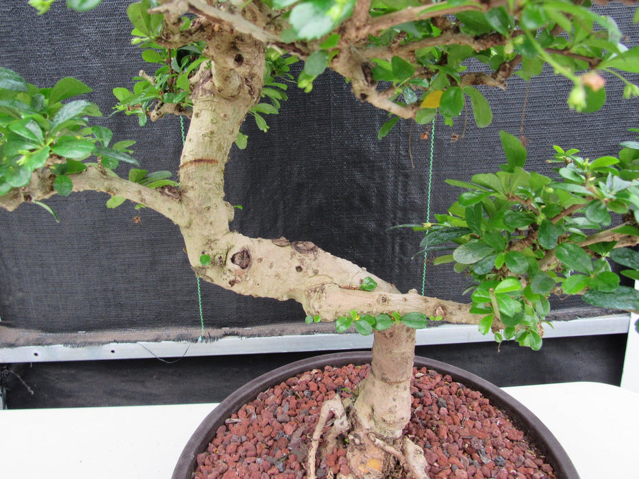 43 Year Old Flowering Fukien Tea Specimen Bonsai Tree - Curved Trunk Style First Curve