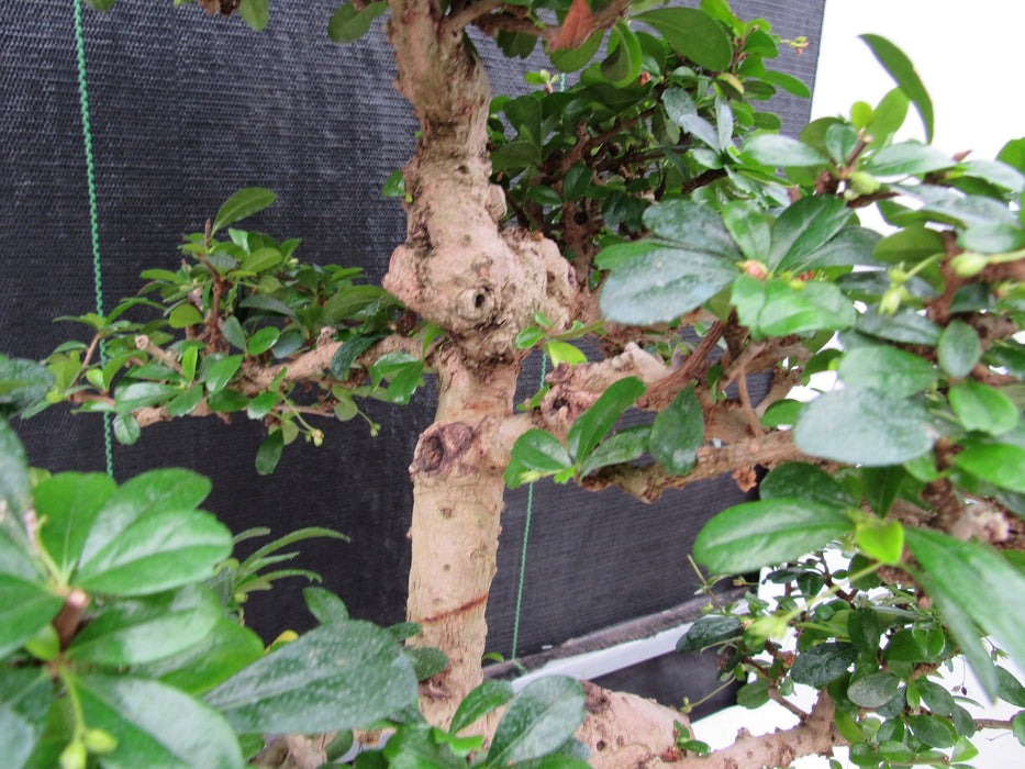 43 Year Old Flowering Fukien Tea Specimen Bonsai Tree - Curved Trunk Style Knot