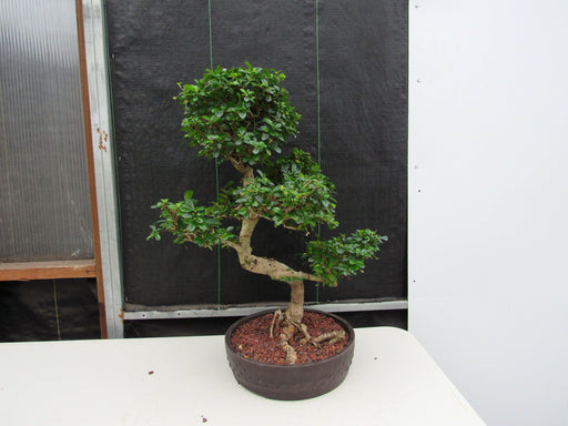 43 Year Old Flowering Fukien Tea Specimen Bonsai Tree - Curved Trunk Style