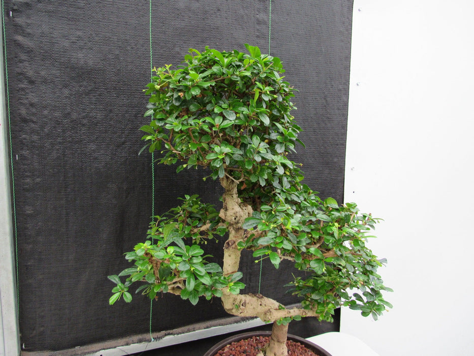 43 Year Old Flowering Fukien Tea Specimen Bonsai Tree - Curved Trunk Style Pads