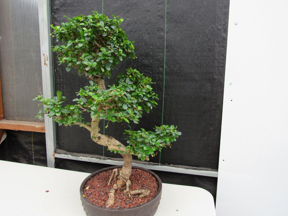 43 Year Old Flowering Fukien Tea Specimen Bonsai Tree - Curved Trunk Style Strong Side