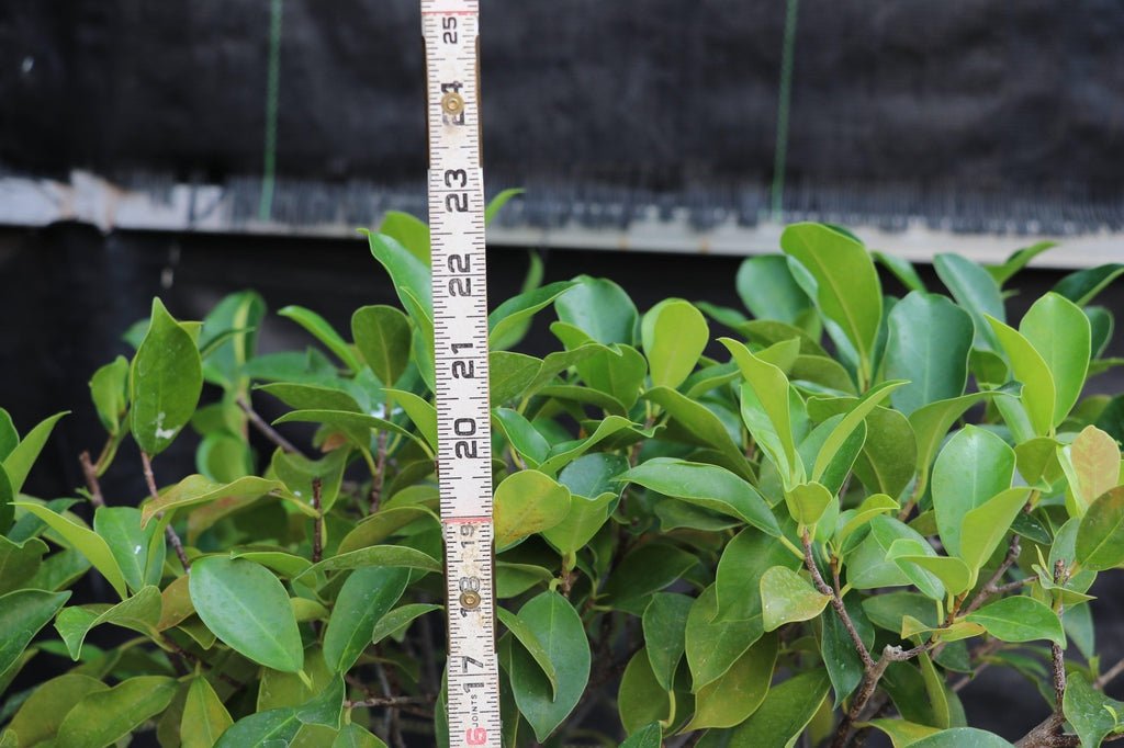 43 Year Old Ginseng Ficus Root Over Rock Bonsai Tree Size