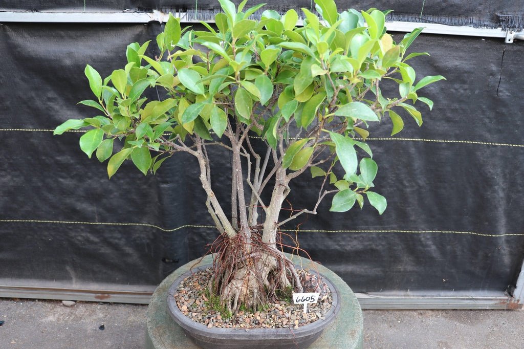 43 Year Old Ginseng Ficus Root Over Rock Bonsai Tree Profile