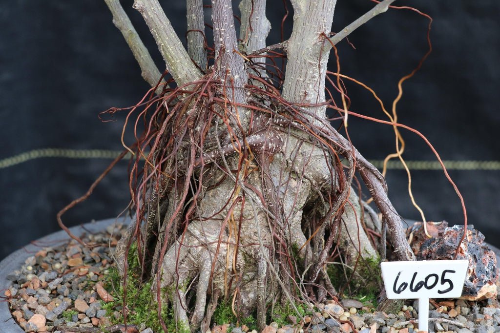 43 Year Old Ginseng Ficus Root Over Rock Bonsai Tree Roots