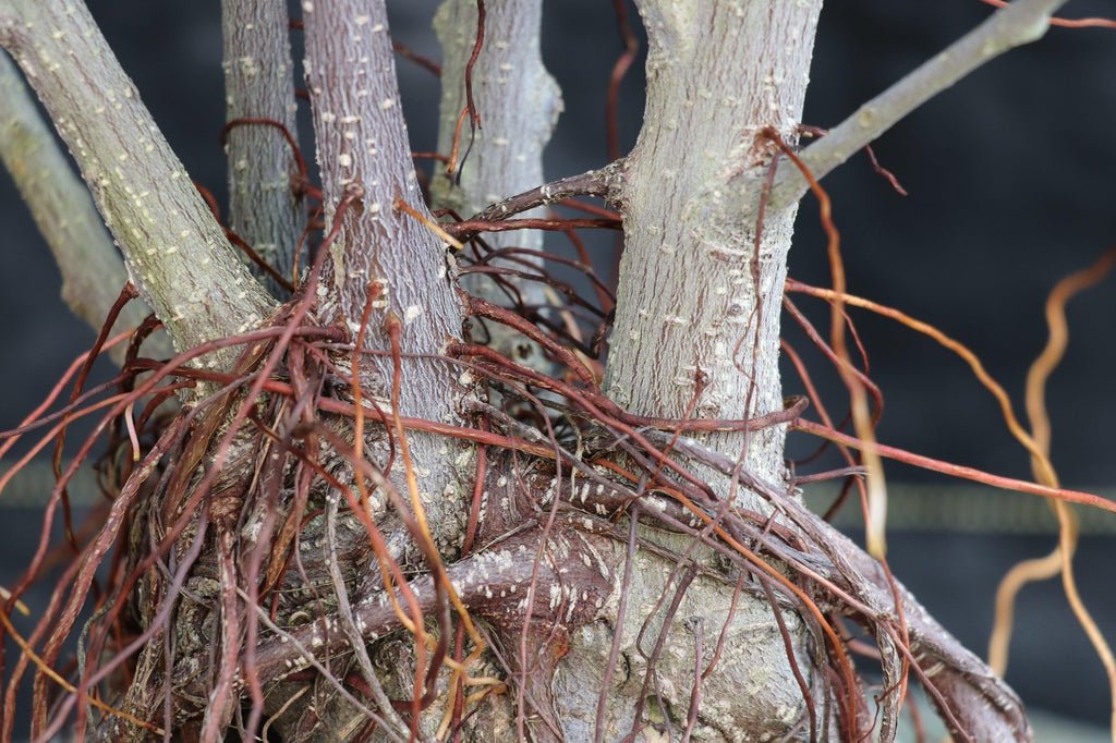 43 Year Old Ginseng Ficus Root Over Rock Bonsai Tree Rock
