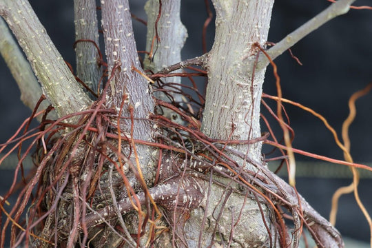 Book - Roots Knotty Roots (Books)