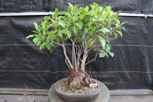 43 Year Old Ginseng Ficus Root Over Rock Bonsai Tree