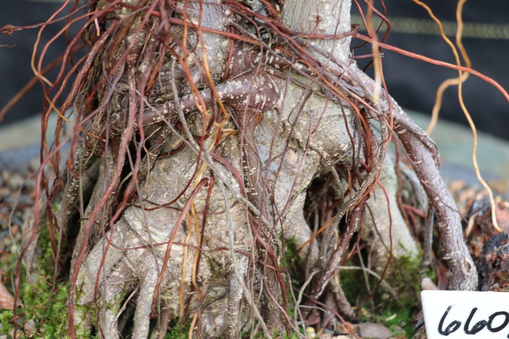 43 Year Old Ginseng Ficus Root Over Rock Bonsai Tree Trunk
