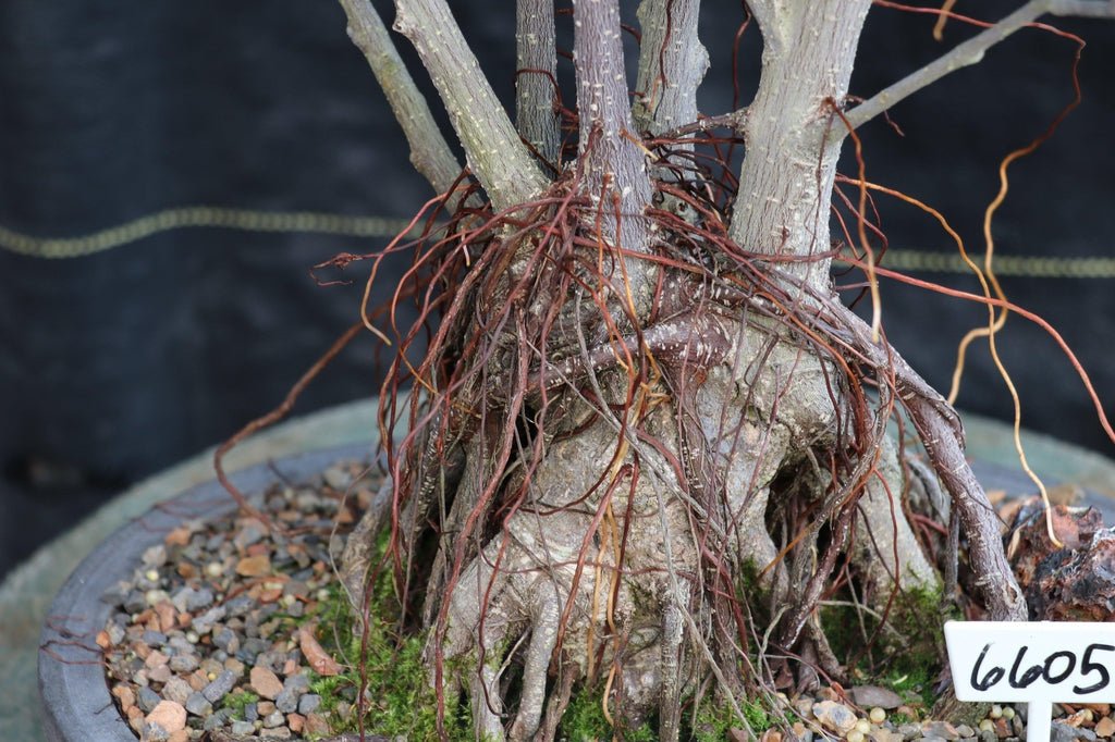 43 Year Old Ginseng Ficus Root Over Rock Bonsai Tree Bark