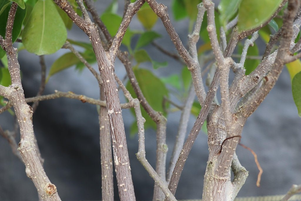 43 Year Old Ginseng Ficus Root Over Rock Bonsai Tree Branches