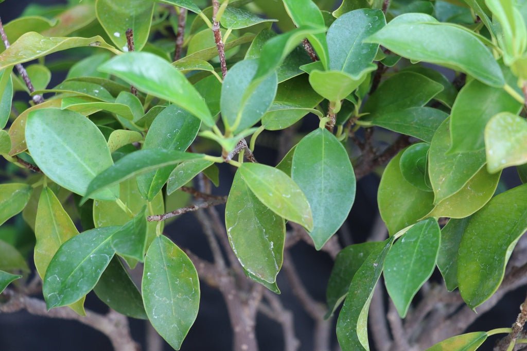 43 Year Old Ginseng Ficus Root Over Rock Bonsai Tree Leaves