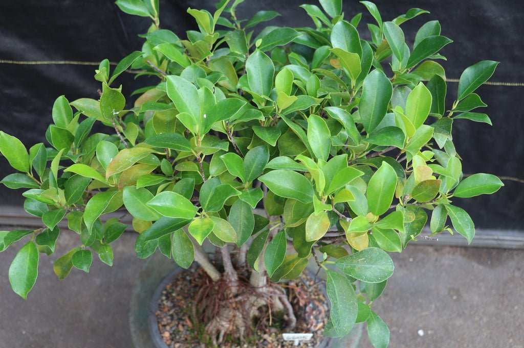 43 Year Old Ginseng Ficus Root Over Rock Bonsai Tree Canopy