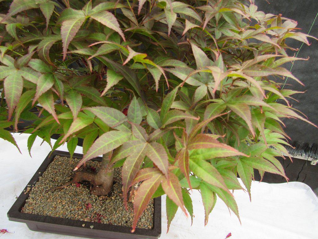 43 Year Old Rhode Island Red Japanese Maple Bonsai Tree Foliage