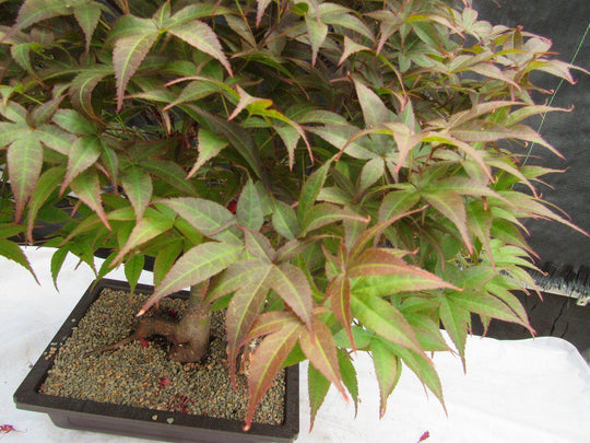 bonsai tree rhode island 43 Year Old Rhode Island Red Japanese Maple Bonsai Tree