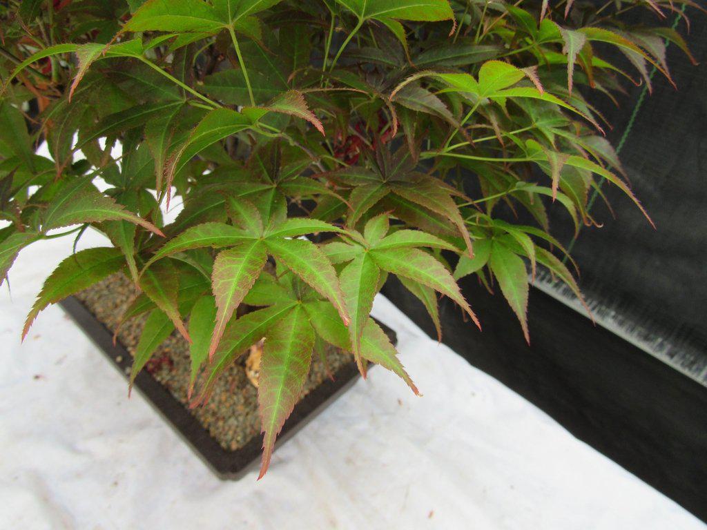 43 Year Old Rhode Island Red Japanese Maple Bonsai Tree Leaves