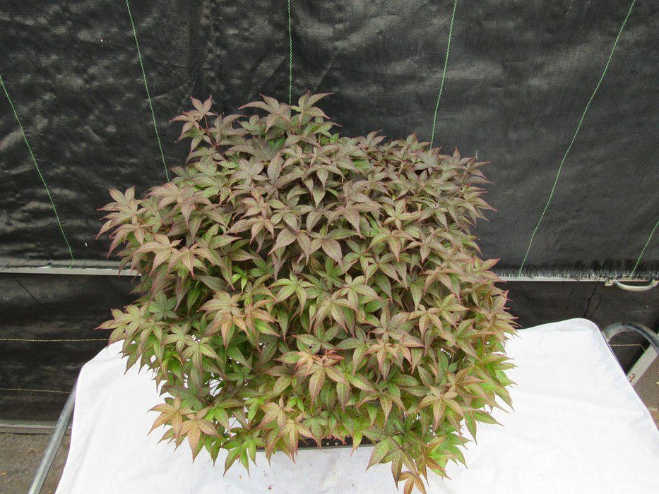 43 Year Old Rhode Island Red Japanese Maple Bonsai Tree Canopy